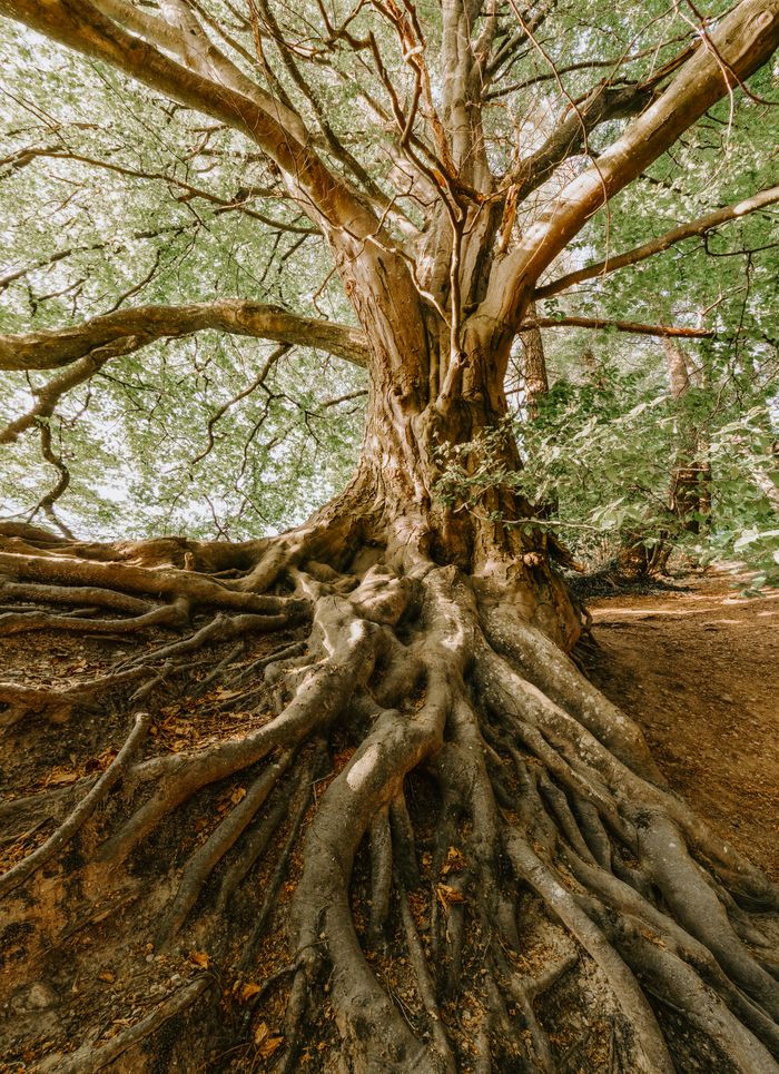 The Art of Drawing Readers In: Your attractive post title goes here An impressive tree with sprawling roots in a tranquil forest setting, showcasing nature's beauty.