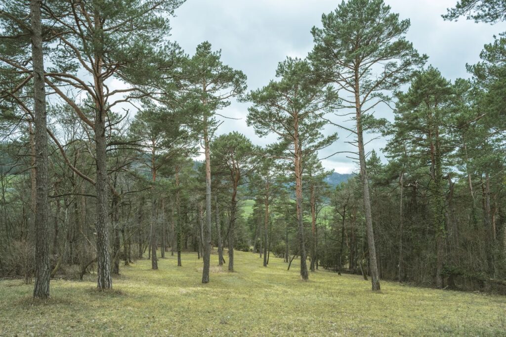 Serene view of a verdant forest with tall pine trees under a cloudy sky.