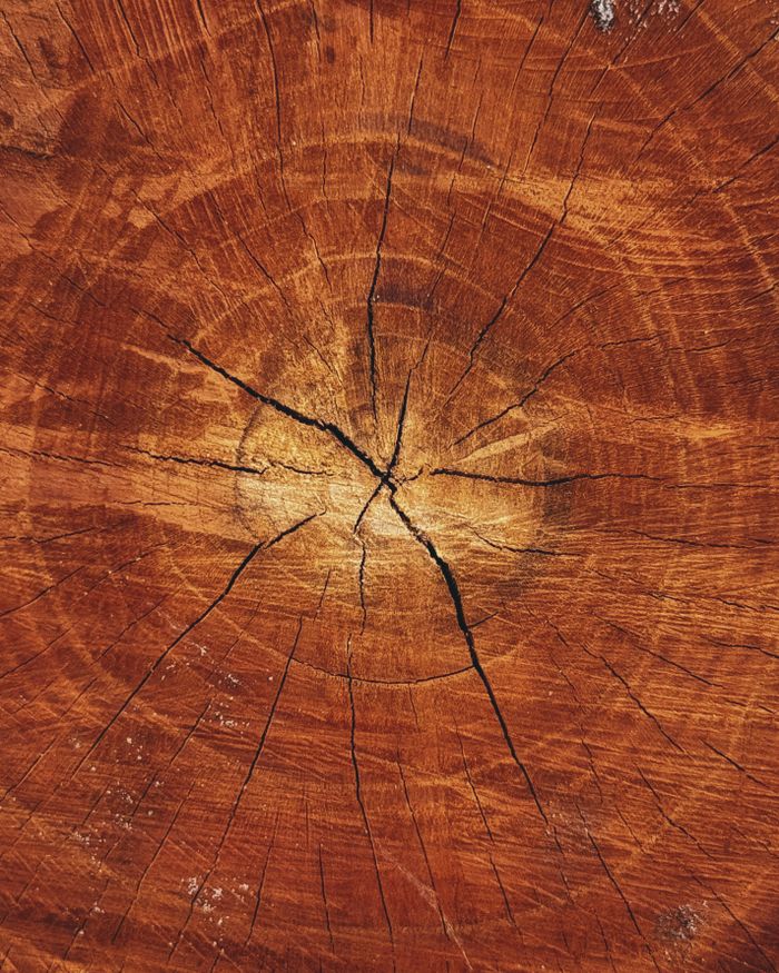 Crafting Captivating Headlines: Your awesome post title goes here Detailed view of a cracked tree stump showing annual rings and wood texture.