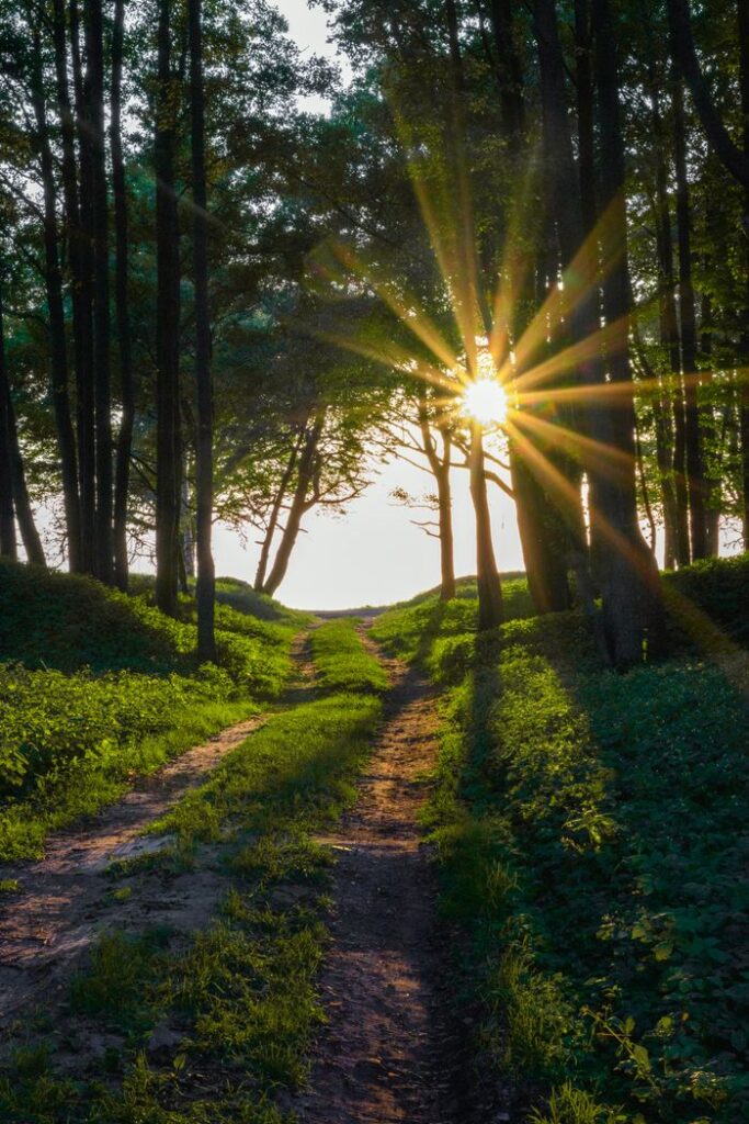 Mastering the First Impression: Your intriguing post title goes here A scenic forest path with sun rays breaking through trees, ideal for nature and travel themes.